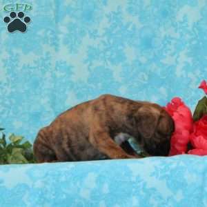Kit Kat, Boston Terrier Mix Puppy